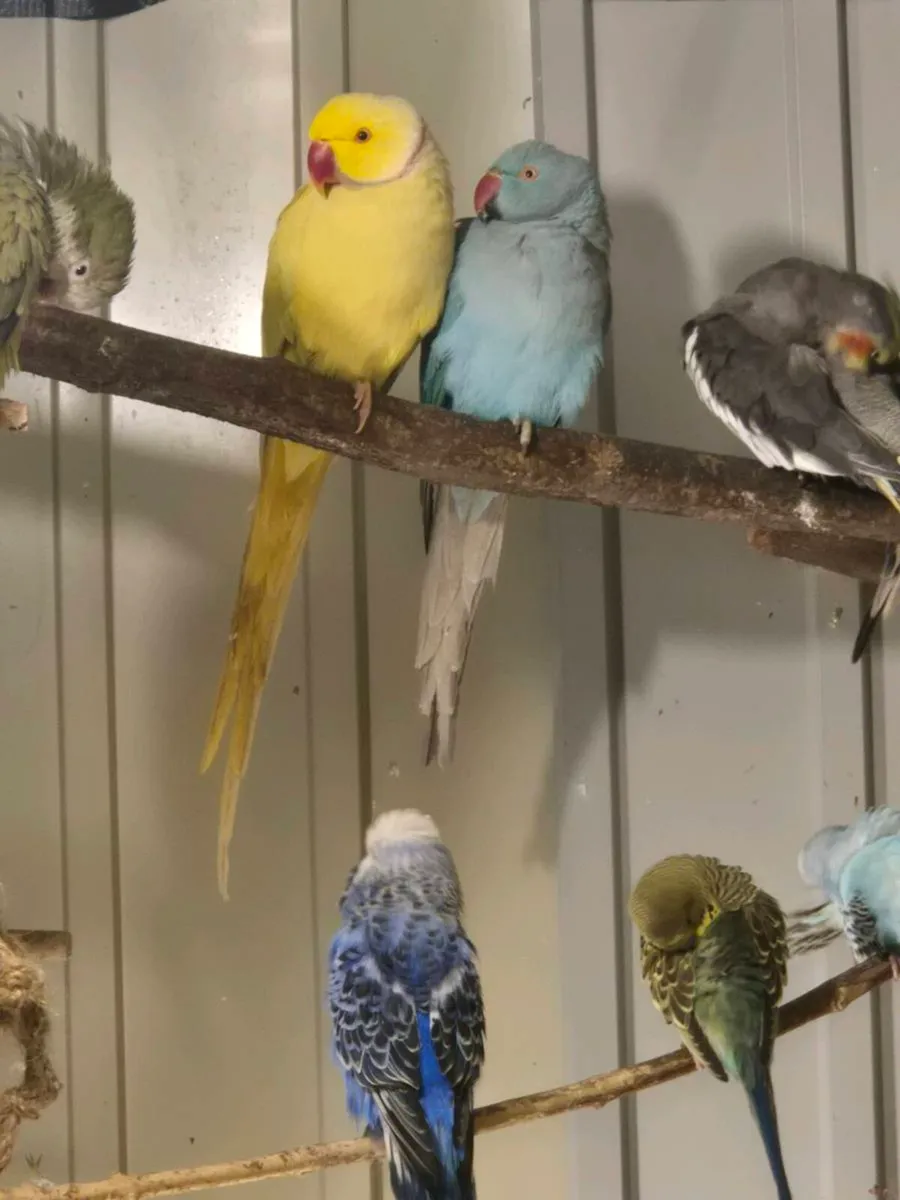 Ringnecks budgies for sale - Image 3