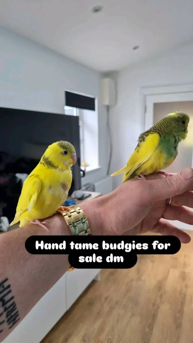 Ringnecks budgies for sale - Image 4