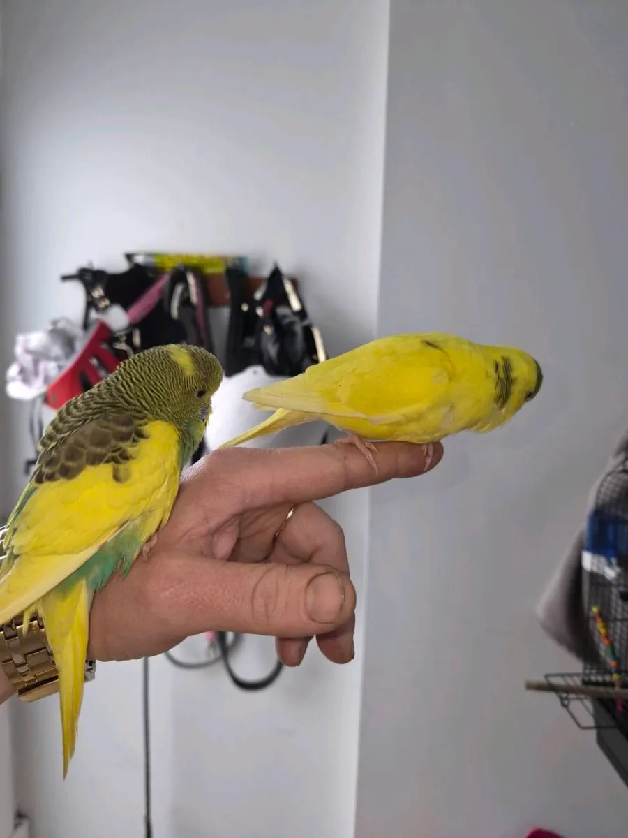 budgies for sale - Image 2