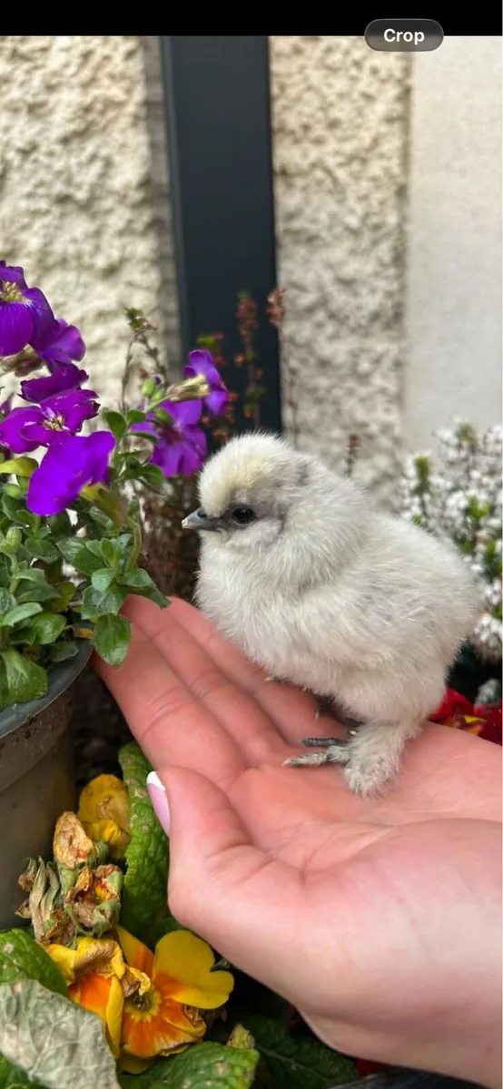 Silkie Chicks - Image 1