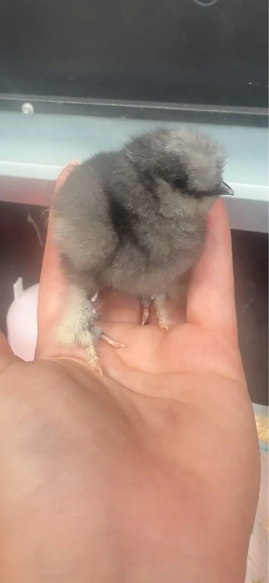 Silkie Chicks - Image 3