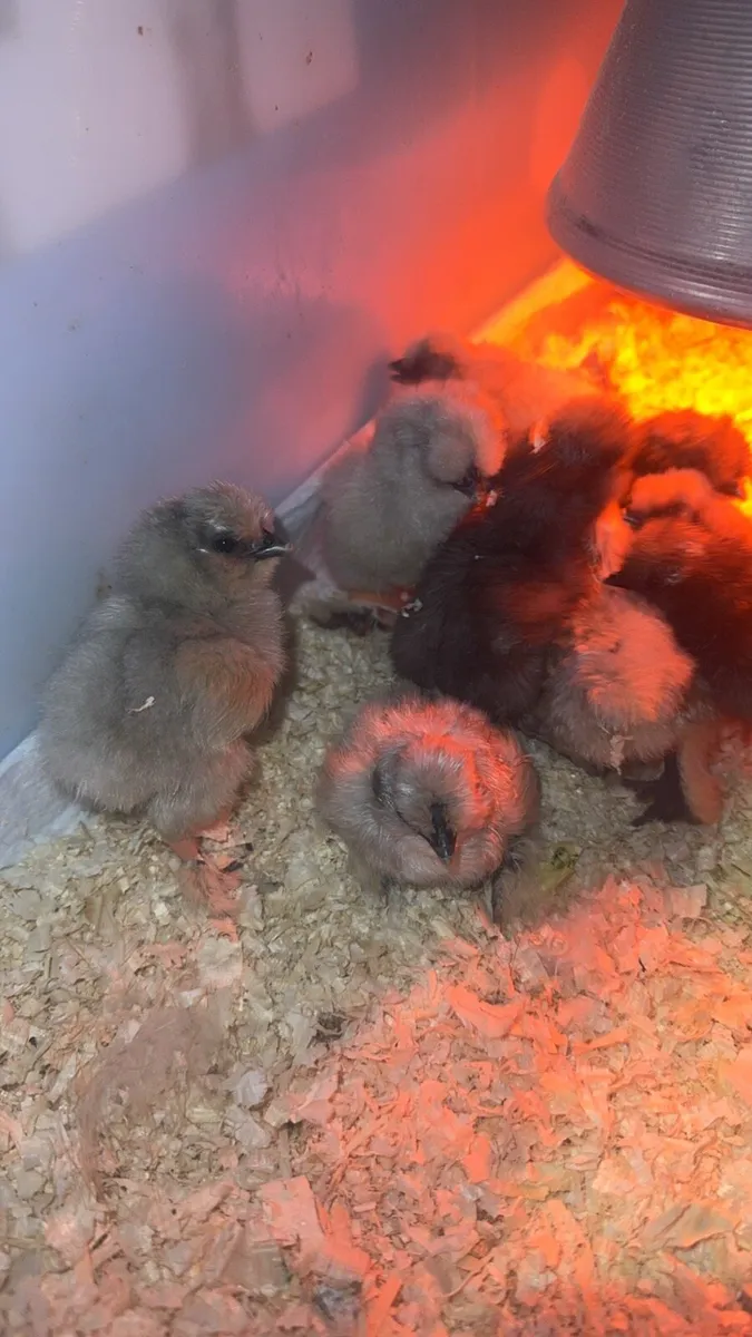 Silkie Chicks - Image 4