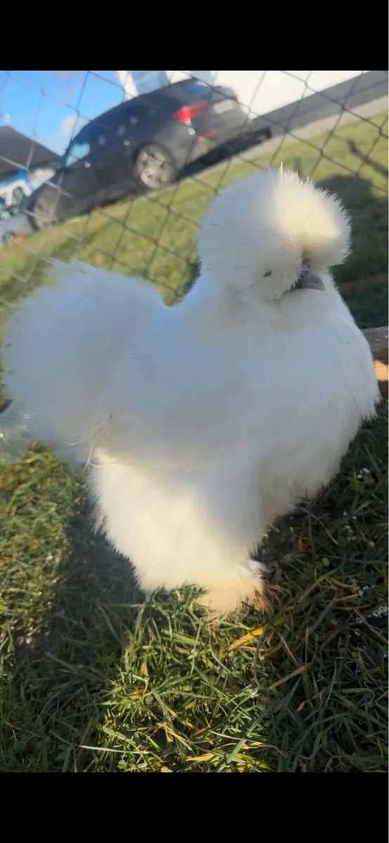 USA Silkie & Brahma Chicks - Image 4