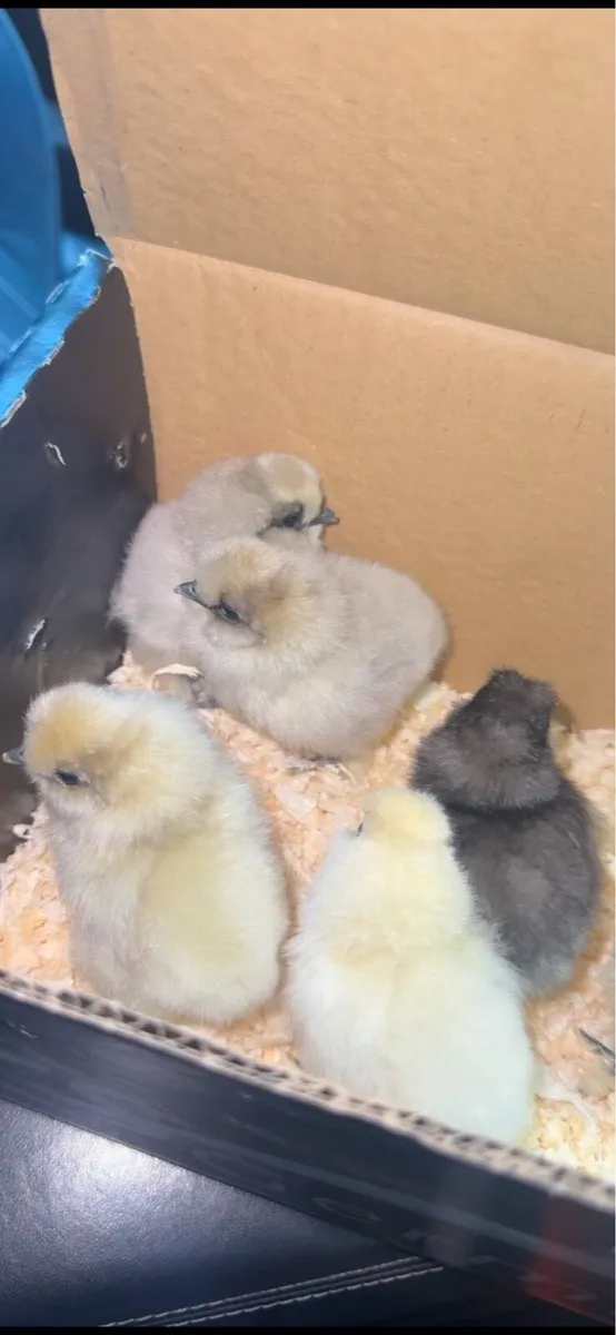 Silkie Chicks - Image 2