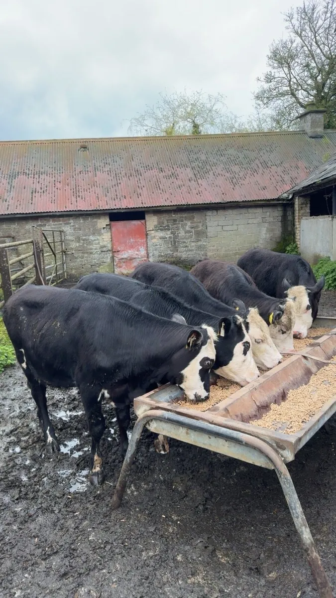 Hereford Bullocks - Image 1