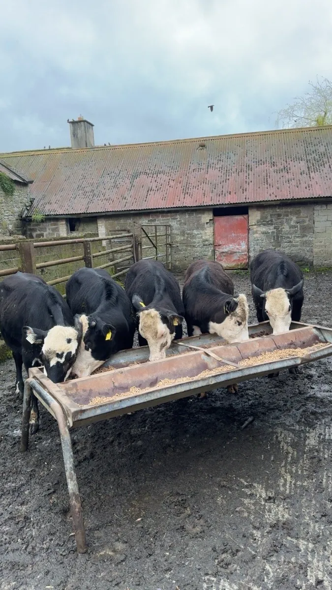 Hereford Bullocks - Image 2