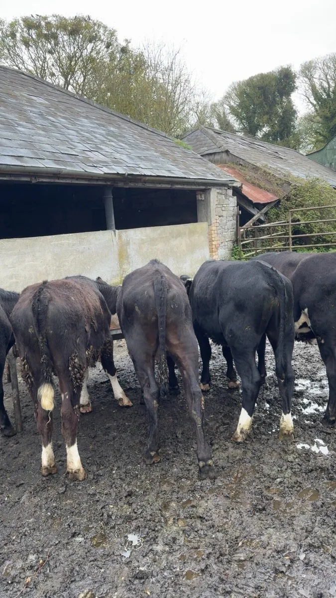 Hereford Bullocks - Image 3