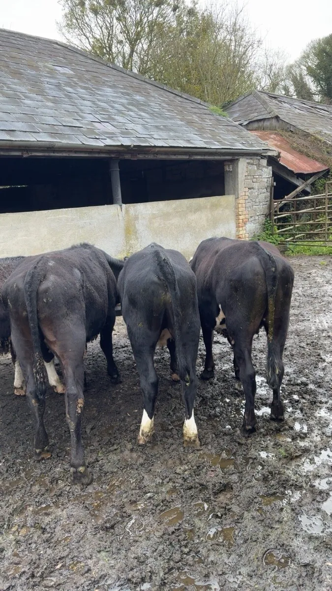 Hereford Bullocks - Image 4