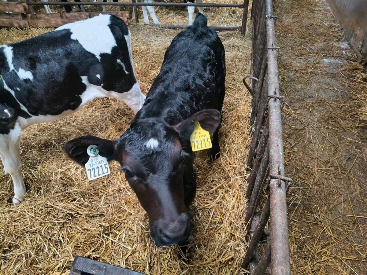 Calves for sale - Image 3