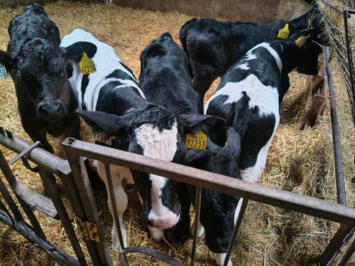 Calves for sale - Image 2