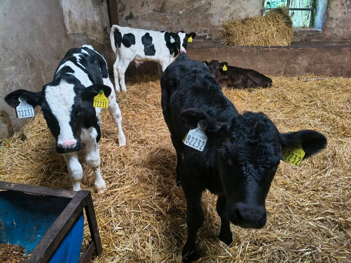 Calves for sale - Image 1