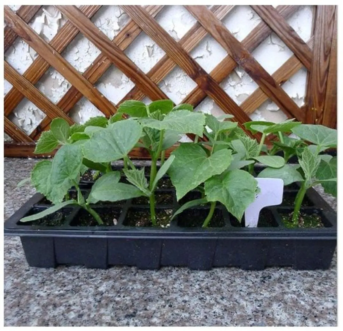 24 Cell Seed Tray Propagator Adjustable Vents - Image 2