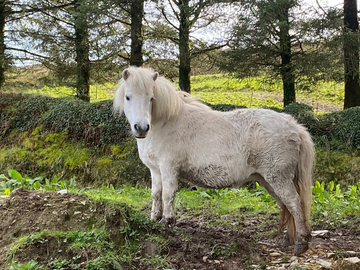 Miniature Shetland Pony - Image 1