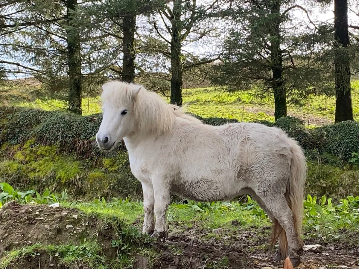 Miniature Shetland Pony - Image 2