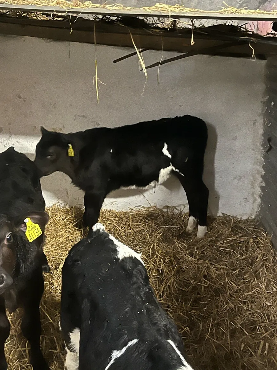 Calves - Image 1