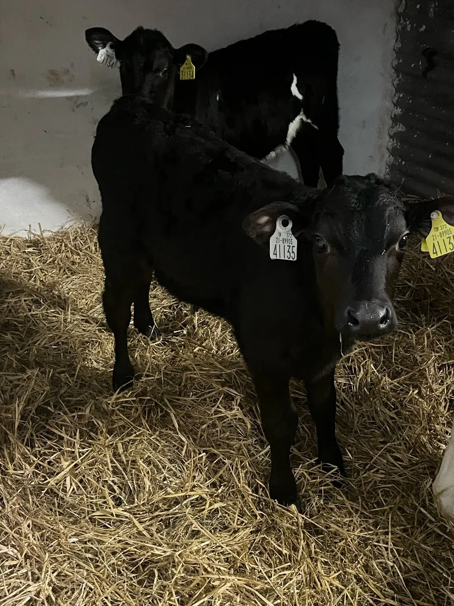 Calves - Image 2