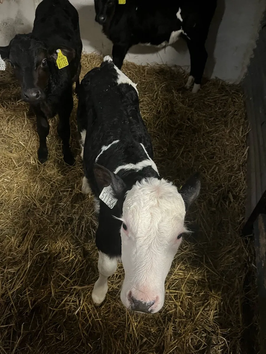 Calves - Image 3