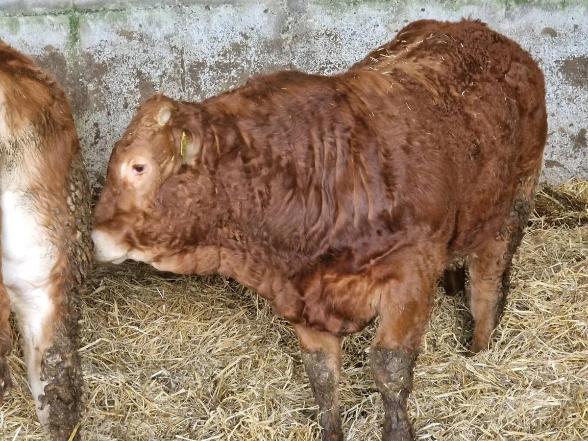 Purebred limousines - Image 1