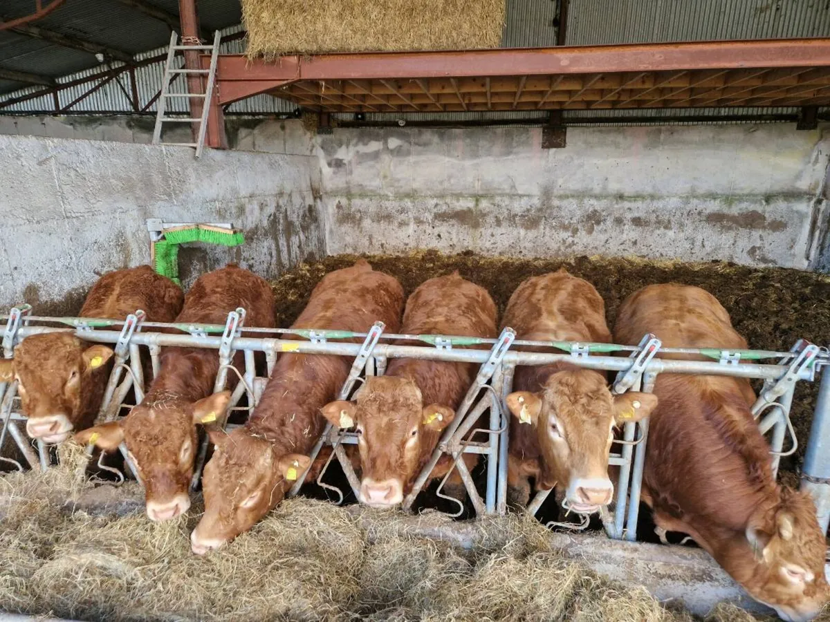 Purebred limousines - Image 2