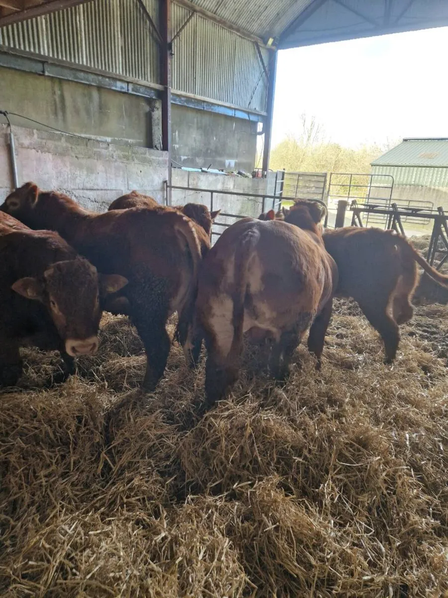 Purebred limousines - Image 3