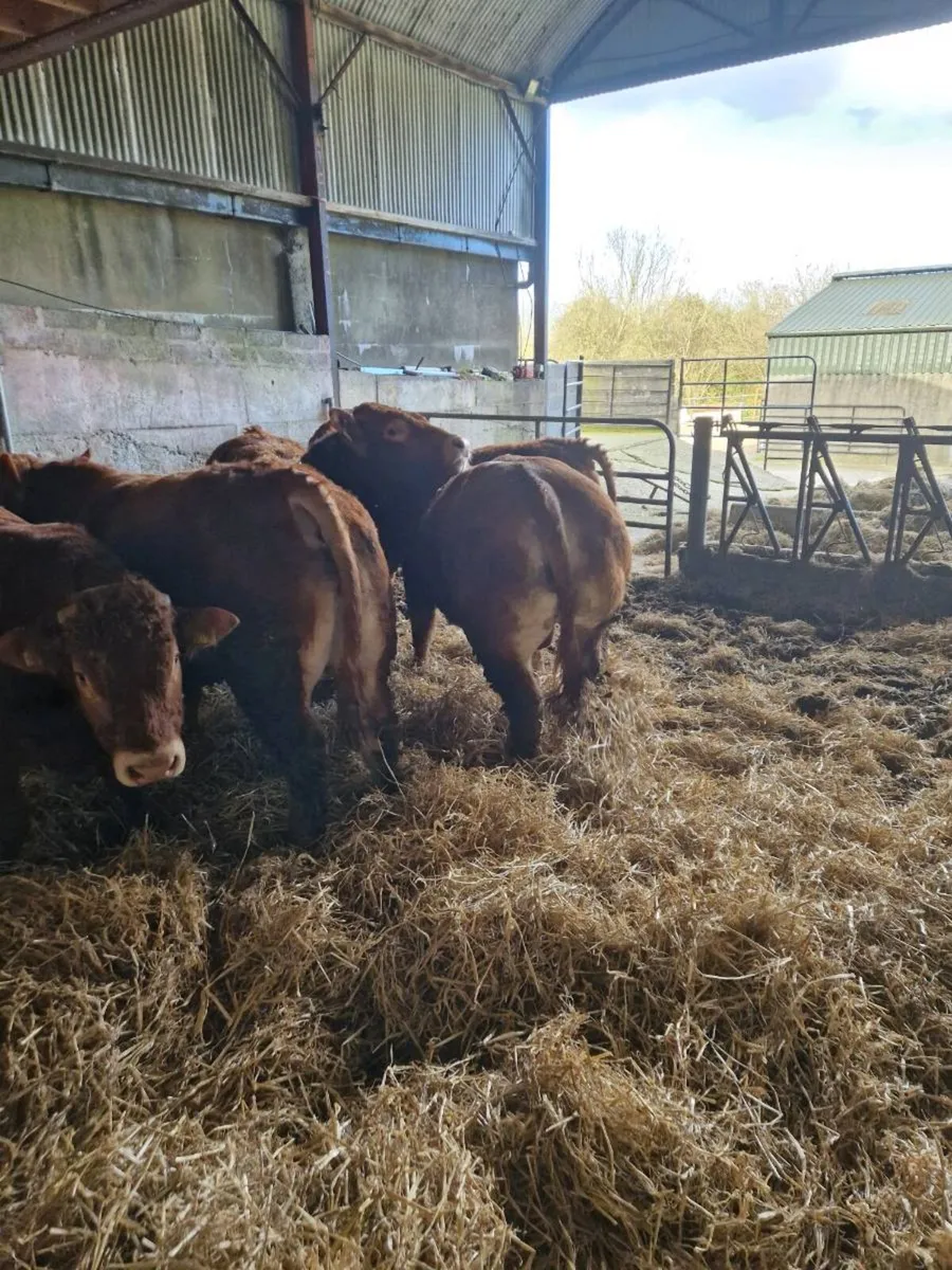 Purebred limousines - Image 4