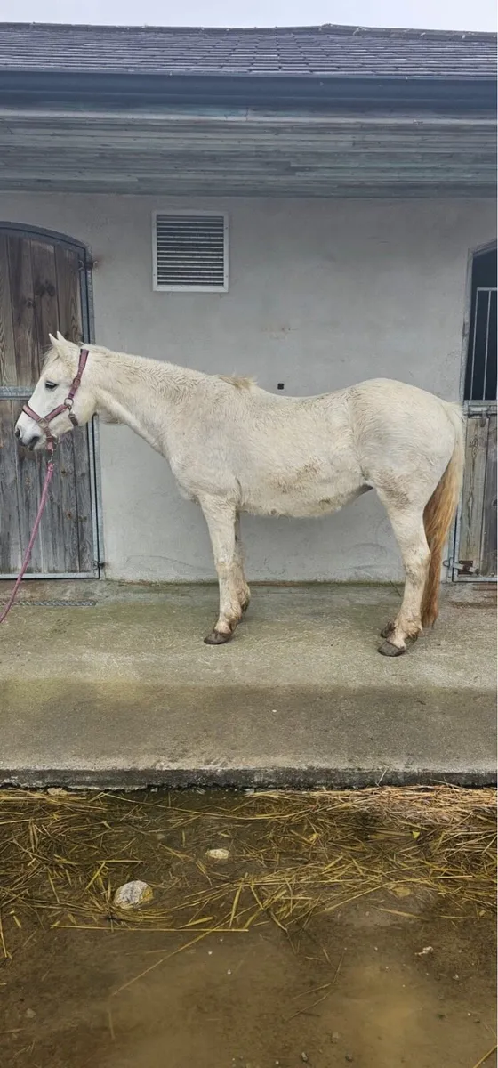 Village Boy mare - Image 1