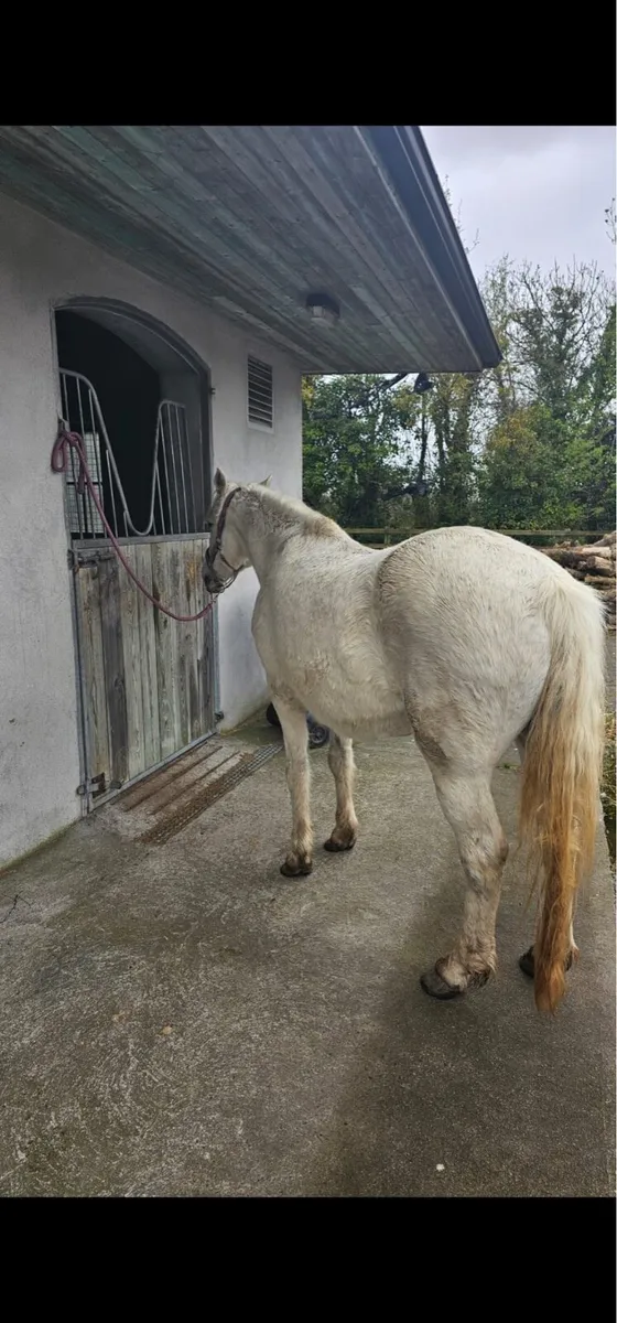 Village Boy mare - Image 2