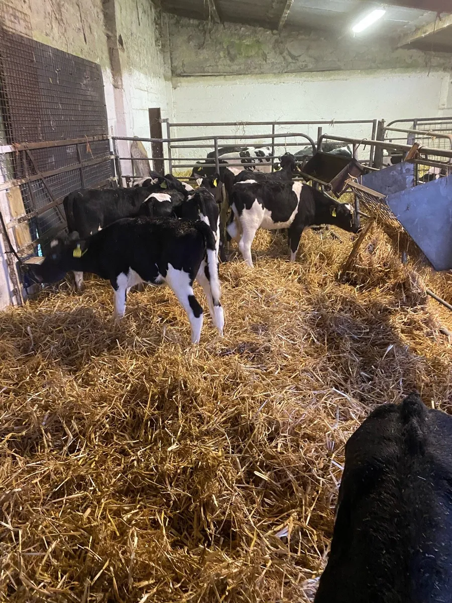 6 Ped Reg Friesian Heifer Calves - Image 1