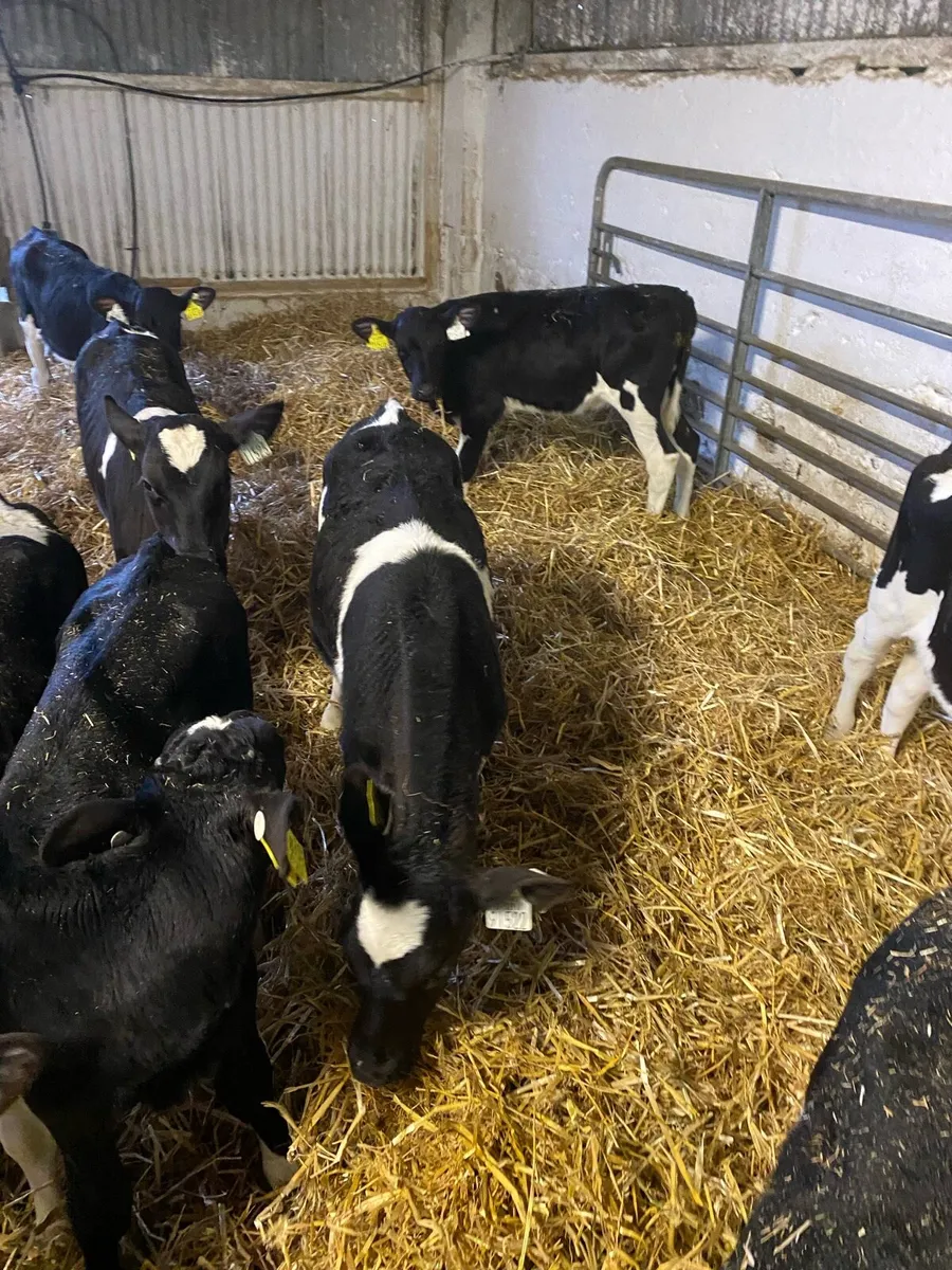 6 Ped Reg Friesian Heifer Calves - Image 2