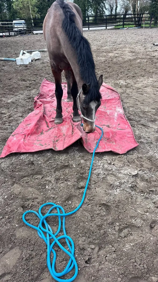 Schooling Livery Ponies & Horses - Image 2