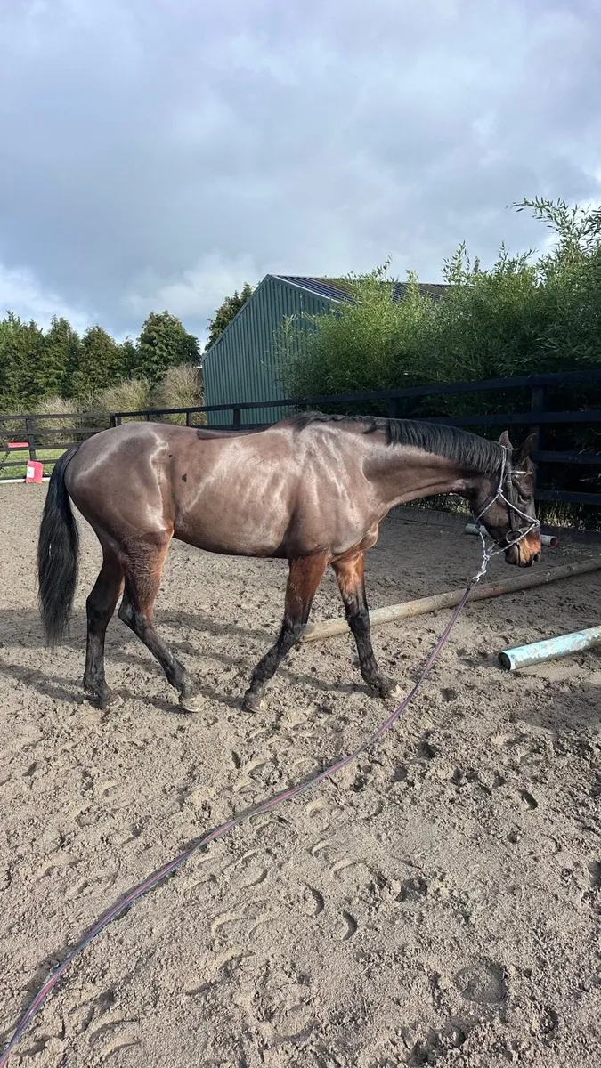Schooling Livery Ponies & Horses - Image 3