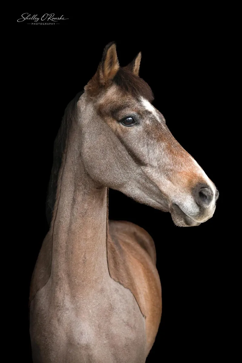 Schooling Livery Ponies & Horses - Image 4