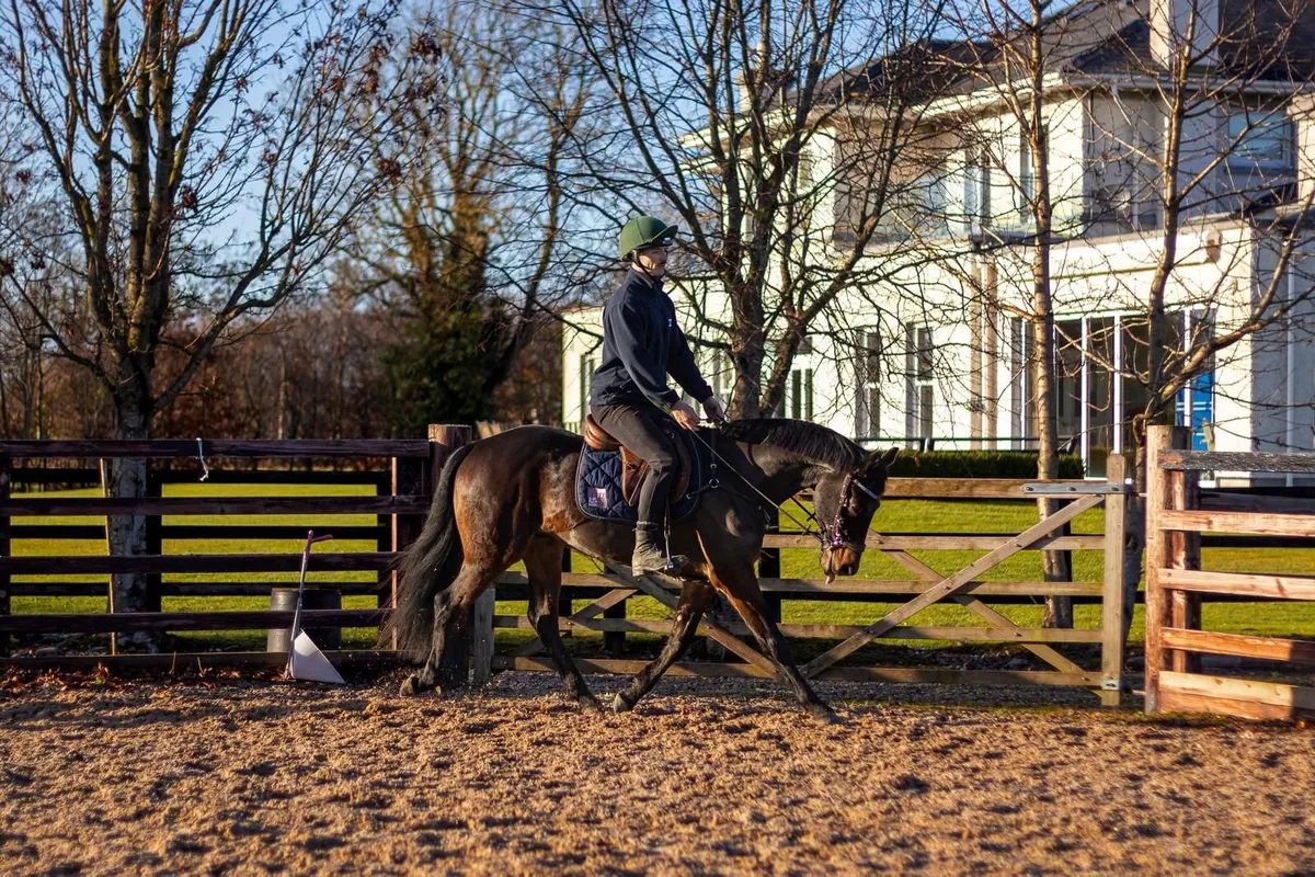 Schooling Livery Ponies & Horses - Image 1