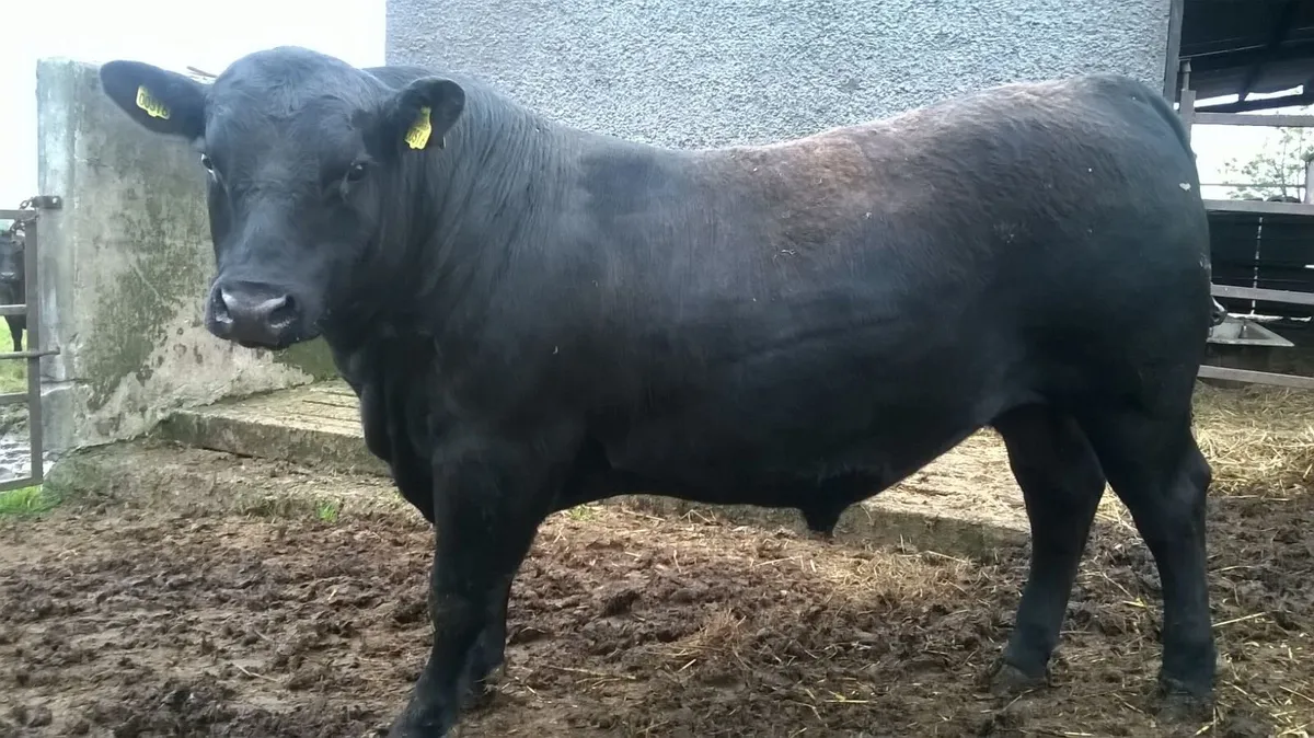 Pedigree Aberdeen Angus Bulls - Image 1
