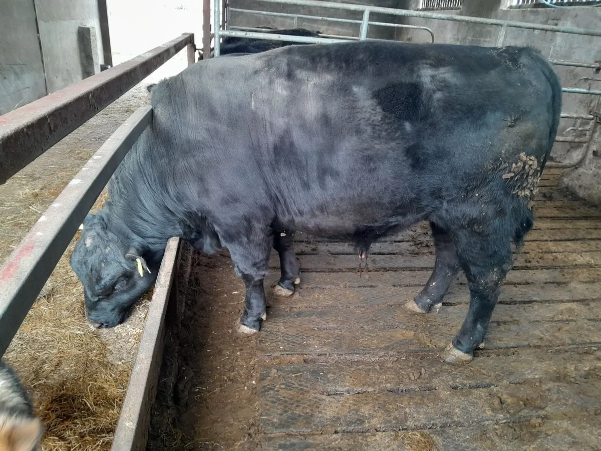 Pedigree Aberdeen Angus Bulls - Image 3