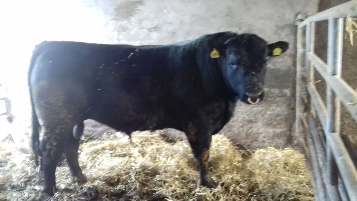Pedigree Aberdeen Angus Bulls - Image 4