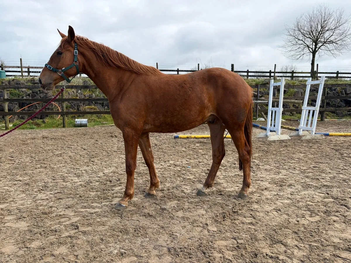 3 year old gelding by black diamant - Image 1