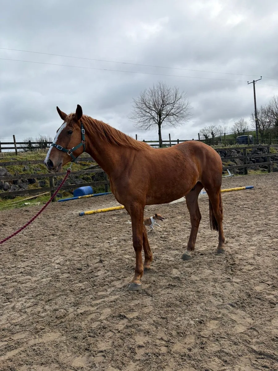 3 year old gelding by black diamant - Image 2