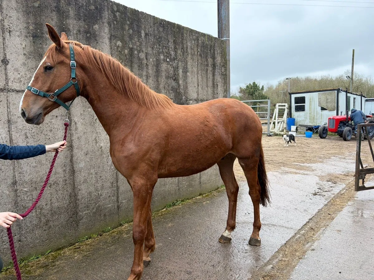 3 year old gelding by black diamant - Image 3