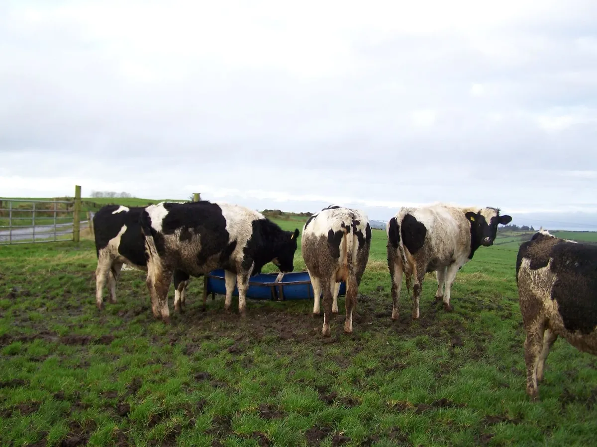 CALVED DAIRY COWS & HEIFERS