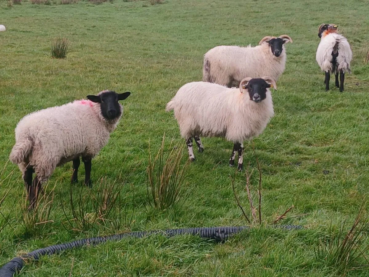 4 Breeding hoggets - Image 1