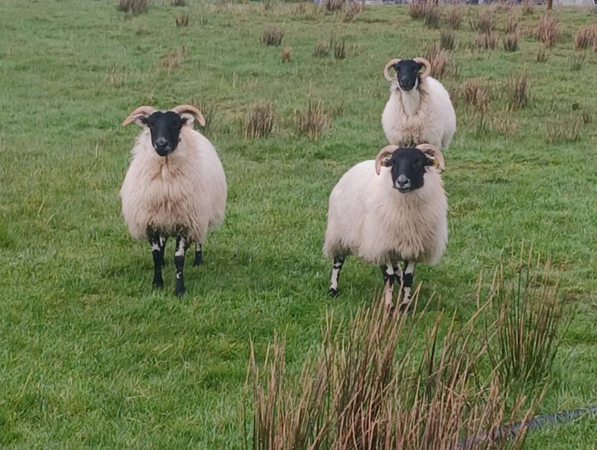 4 Breeding hoggets - Image 2