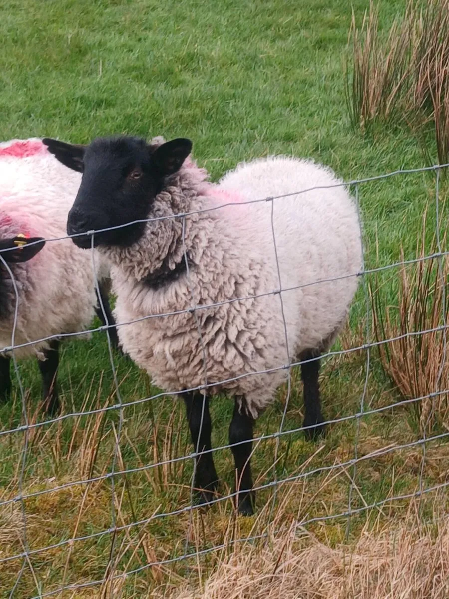 4 Breeding hoggets - Image 3