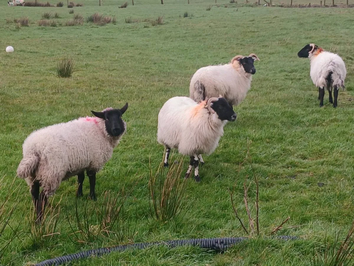 4 Breeding hoggets - Image 4