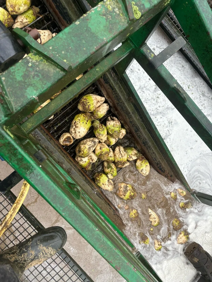 Sugar beet - Image 3