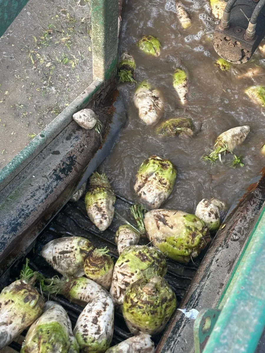 Sugar beet - Image 4