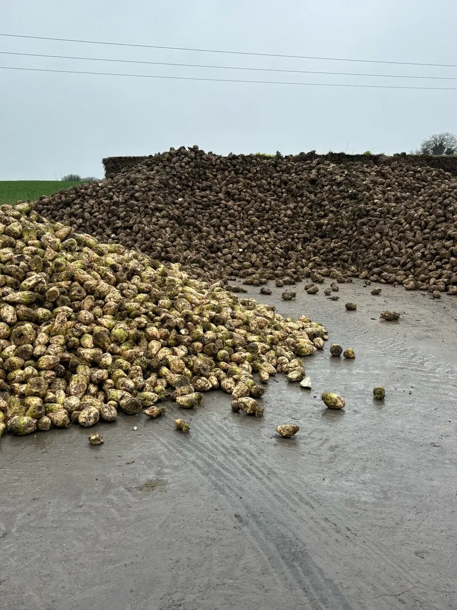 Sugar beet - Image 1