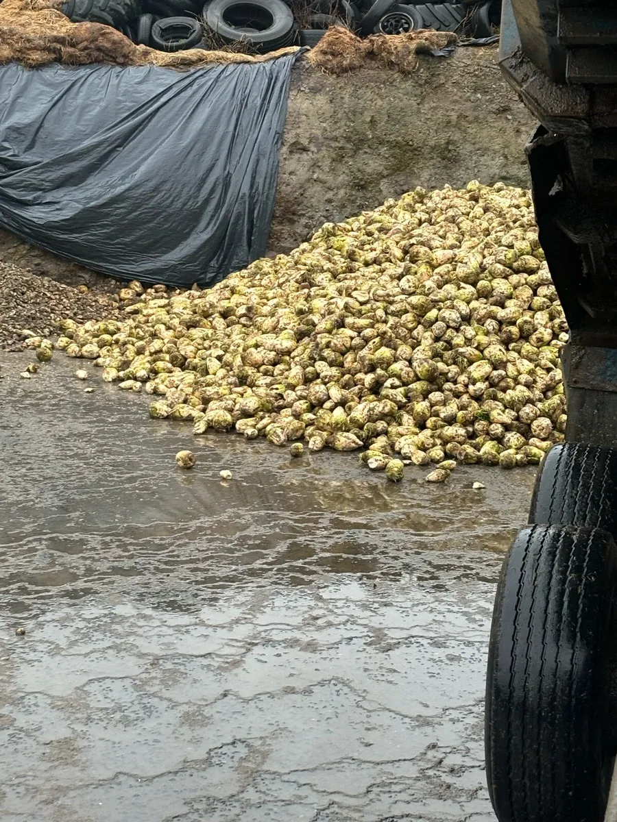 Sugar beet - Image 2