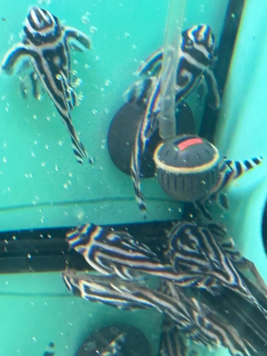 L046 Zebra plecos - Image 2