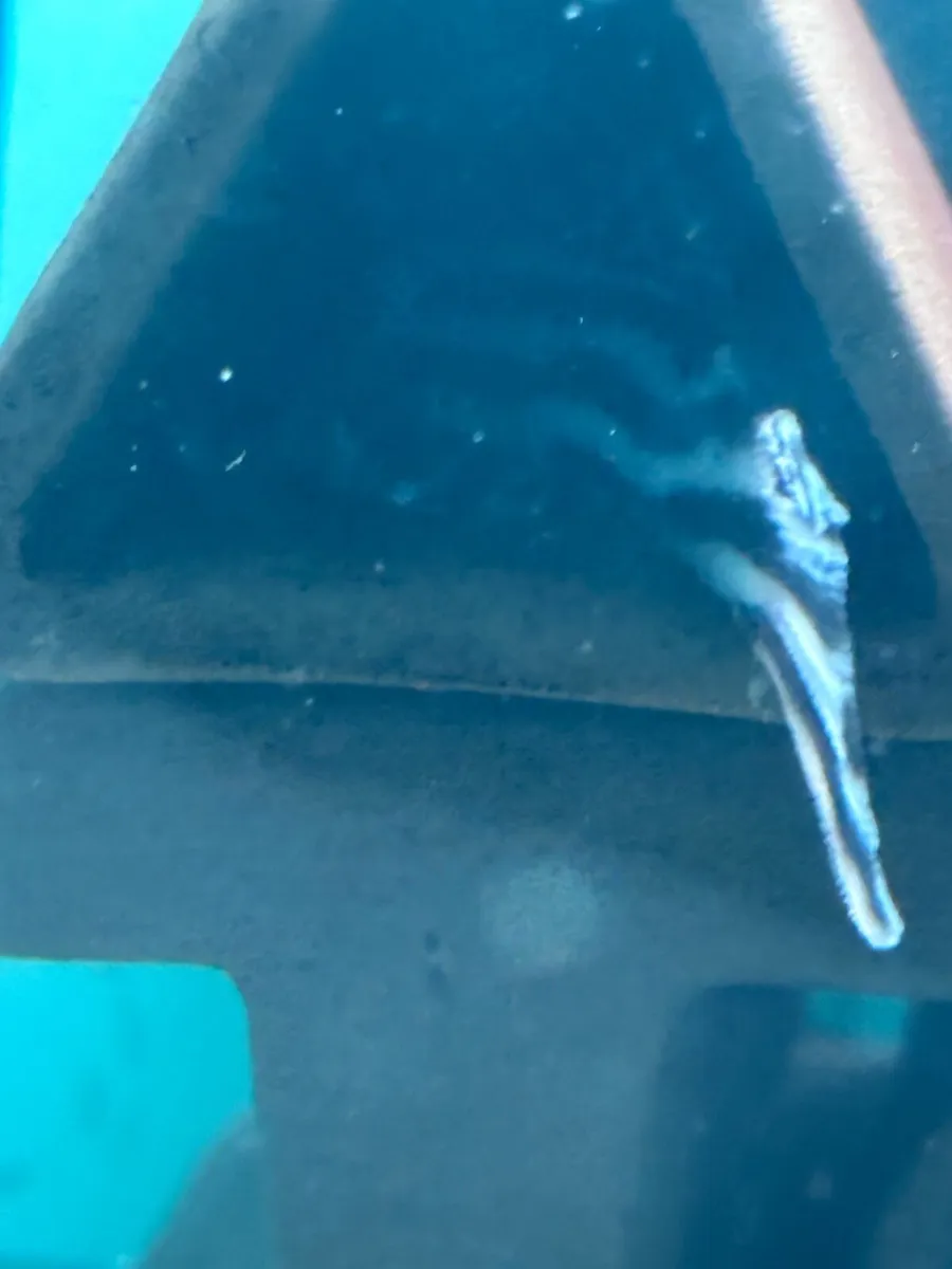 L046 Zebra plecos - Image 3